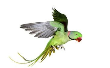 有关于鹦鹉的作文8篇