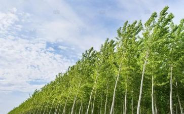 白杨的读后感参考8篇