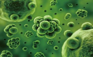 生物组个人总结6篇