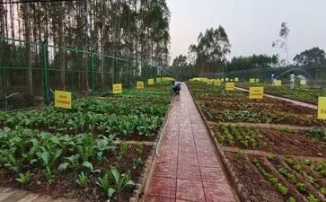 关于津菜的心得体会优秀5篇