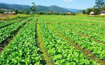 大班买菜教案模板8篇