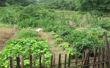 传菜部工作月总结6篇