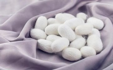 蚕的研究调查报告推荐6篇