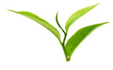 关于茶的心得体会300字6篇