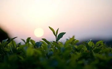 茶的心得体会200字8篇