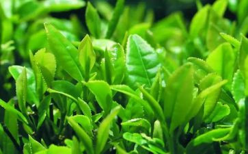 茶艺后心得体会8篇