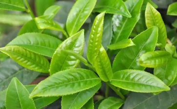 国庆茶活动方案8篇