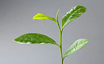 茶培训心得体会推荐8篇