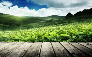 不是茶读后感优质5篇