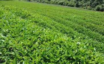 茶的心得体会200字最新5篇