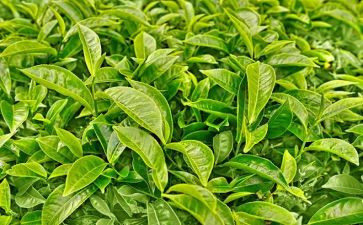 国庆茶活动方案通用5篇