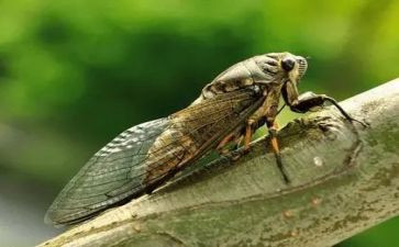 蝉的日记读后感最新6篇