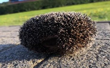 小刺猬背果子教案6篇