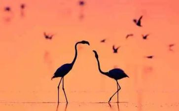 爰的滋味的作文最新6篇