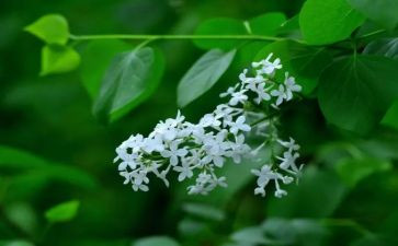 丁香节教案8篇