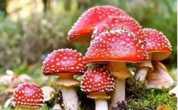 远离毒品,珍爱生命作文7篇