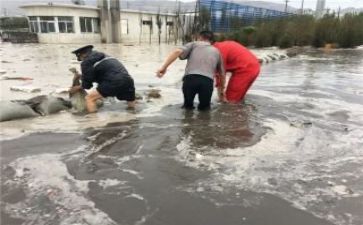 防汛活动总结7篇
