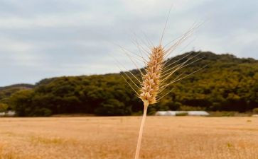 丰收教学反思6篇