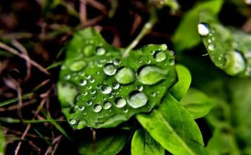 心灵的甘露作文6篇