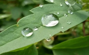 心灵的甘露作文最新6篇