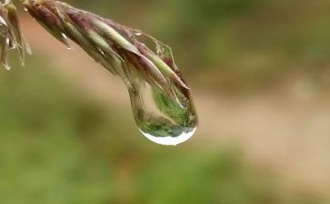 心灵的甘露作文优秀8篇