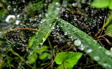 心灵的甘露作文600字7篇