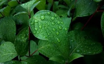 心灵的甘露作文600字通用7篇