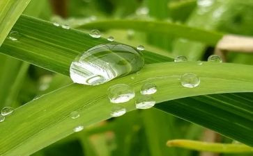 心灵的甘露满分作文8篇