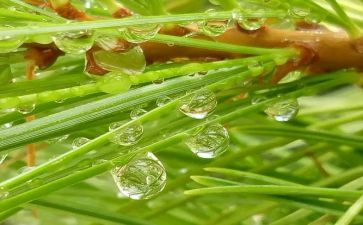 心灵的甘露作文600字模板7篇