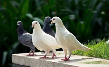 鸽子的优秀作文7篇