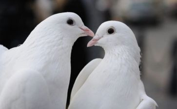 鸽子作文600字6篇