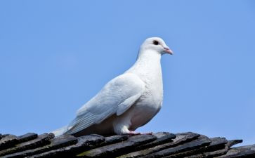 鸽子作文600字优秀5篇