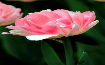 花主题演讲稿推荐8篇