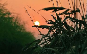 《秋天的怀念》读后感推荐6篇