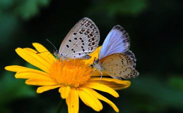 装饰蝴蝶教案5篇