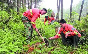 护林员工作报告8篇