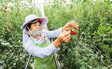 2024年技术部工作计划通用7篇