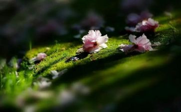 苦难的话题作文8篇