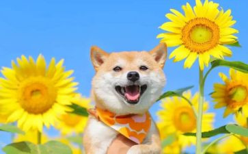 快乐会活动总结7篇
