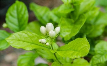 《茉莉花》教案7篇