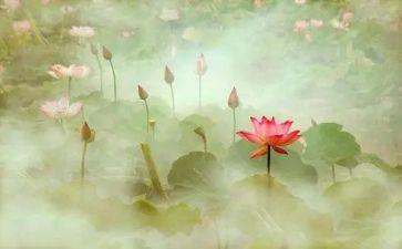 《莲花》作文优质8篇