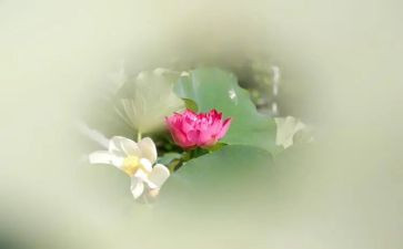 《莲花》作文推荐5篇