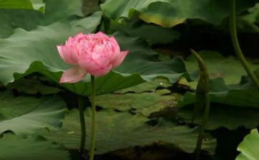 《莲花》作文最新5篇