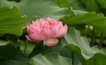 《莲花》作文7篇