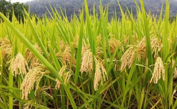 粮食安全思政课心得体会7篇