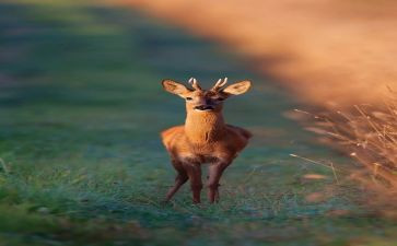 鹿和狼的演讲稿400字精选6篇