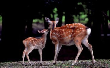 鹿和狼的故事作文800字精选6篇