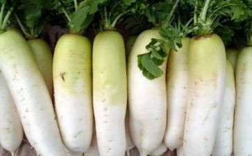 幼儿园背萝卜教案最新8篇