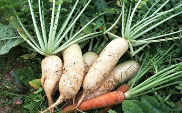 小兔的萝卜数学教案6篇