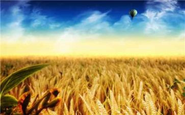 红麦田读后感300字5篇